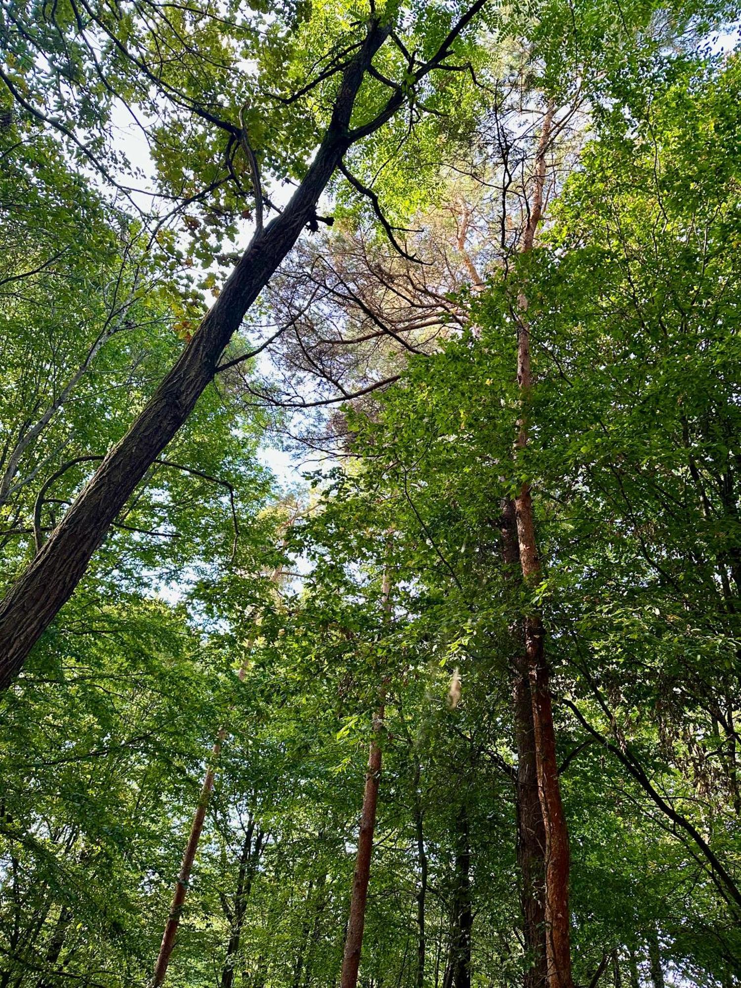 Living Forest Resort Moravske Toplice Extérieur photo